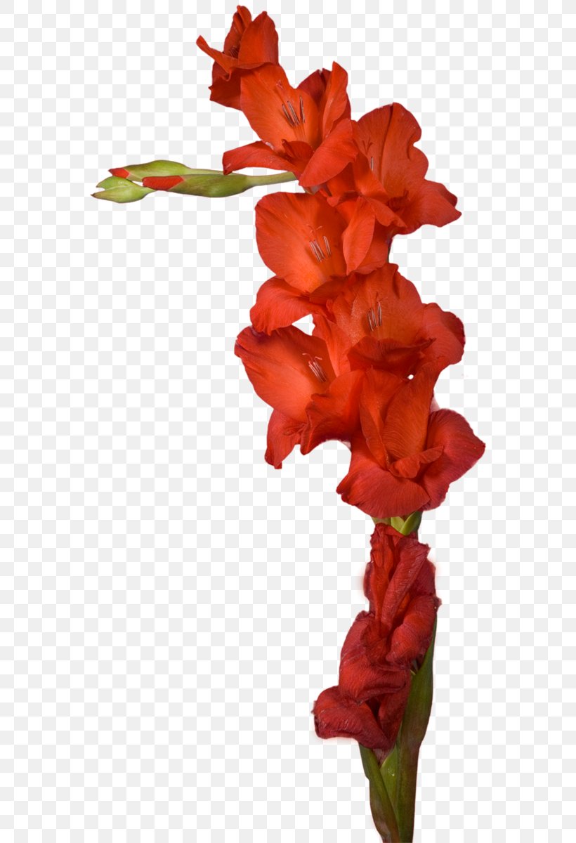 Gladiolus Cut Flowers Plant Stem, PNG, 581x1200px, Gladiolus, Blogger, Canna Lily, Cut Flowers, Flower Download Free