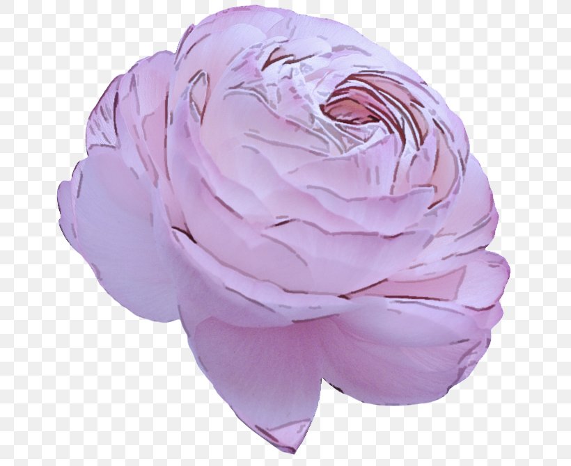 Lavender, PNG, 667x670px, Pink, Flower, Headgear, Lavender, Lilac Download Free