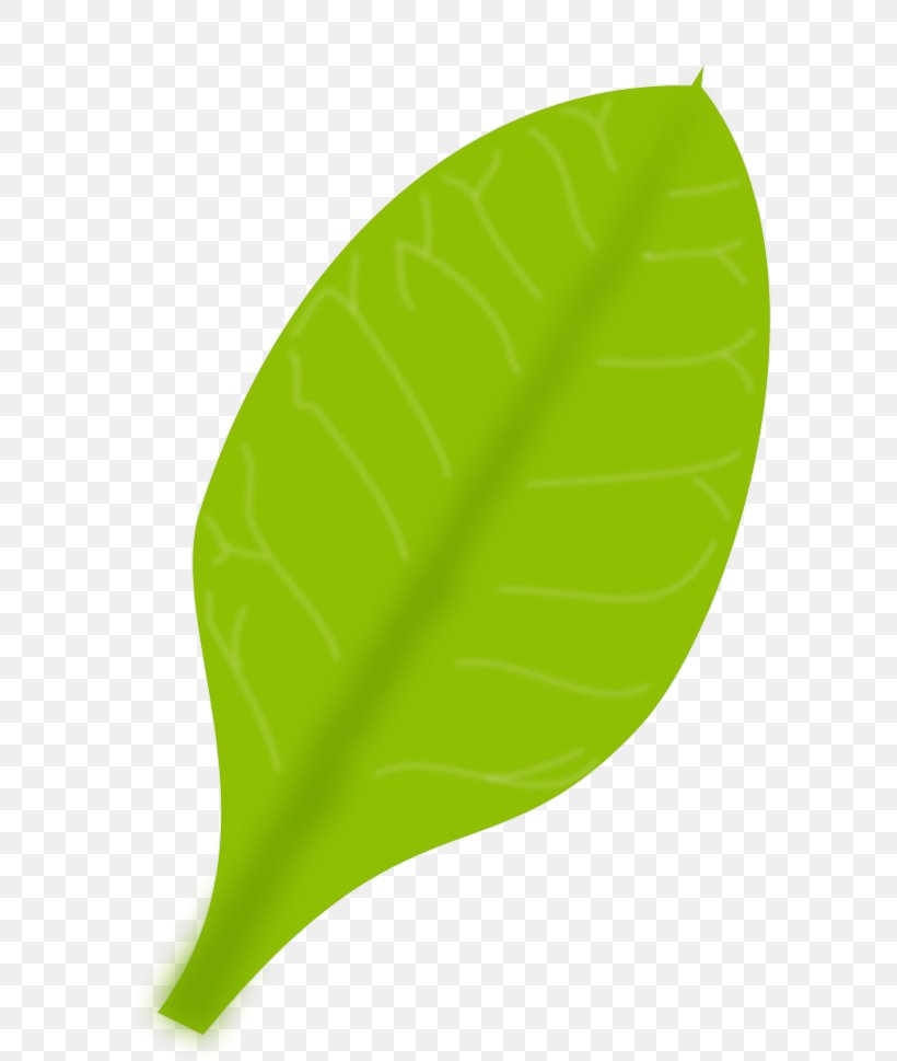 Leaf Clip Art, PNG, 800x969px, Leaf, Animation, Banana Leaf, Grass, Green Download Free