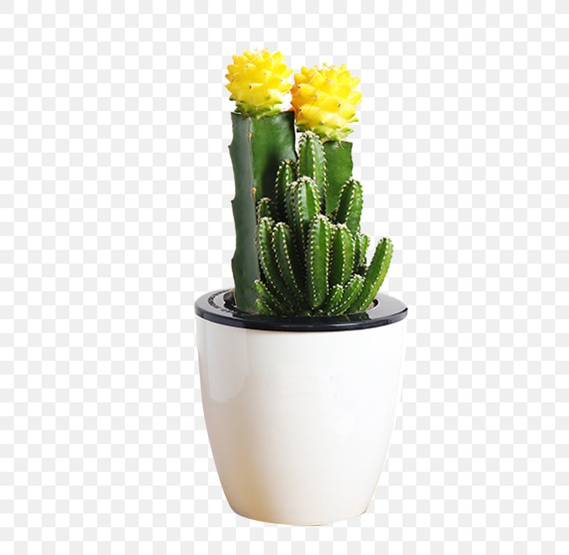 Mammillaria Herrerae Flowerpot Cactus Y Suculentas Succulent Plant Bonsai, PNG, 800x800px, Flowerpot, Bonsai, Cactaceae, Cactus, Cactus Y Suculentas Download Free