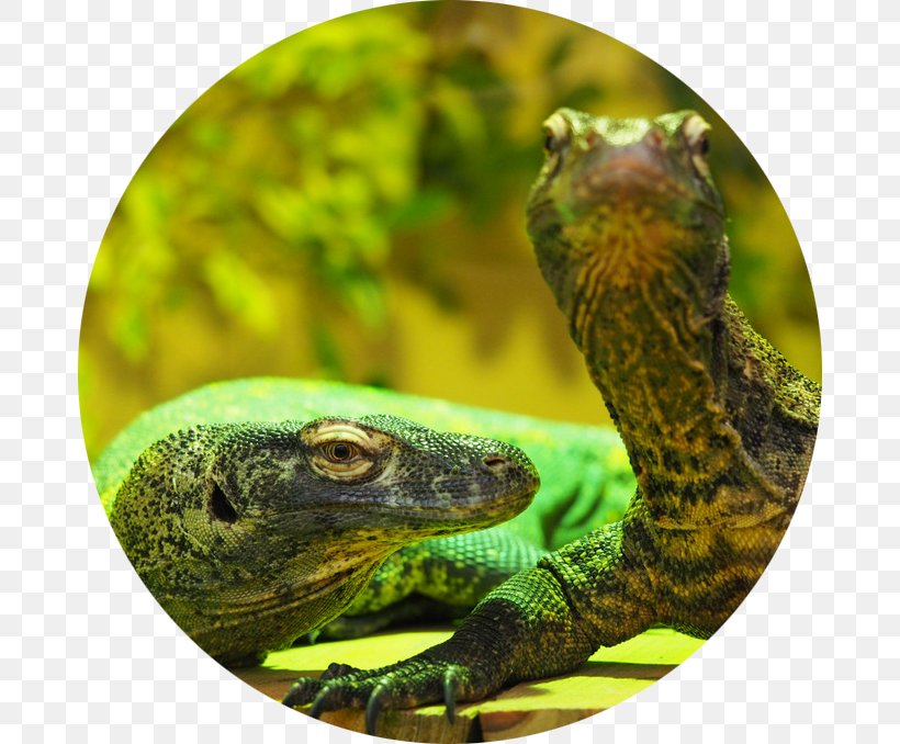 Reptile Chameleons Lizard Iguanomorpha Terrestrial Animal, PNG, 678x678px, Reptile, Animal, Chameleon, Chameleons, Fauna Download Free