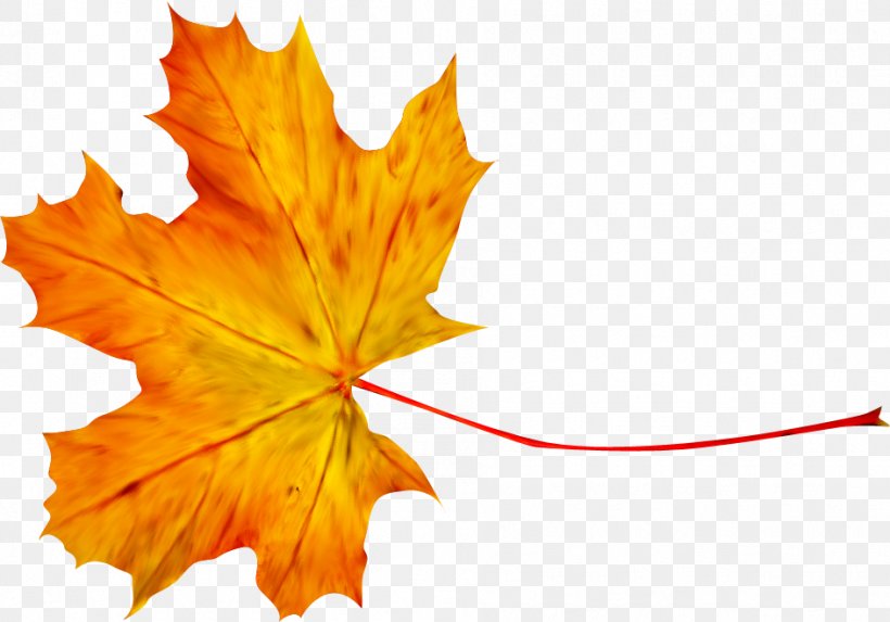 Autumn Leaf Photography Clip Art, PNG, 944x660px, Autumn, Com File, Data Compression, Digital Image, Leaf Download Free