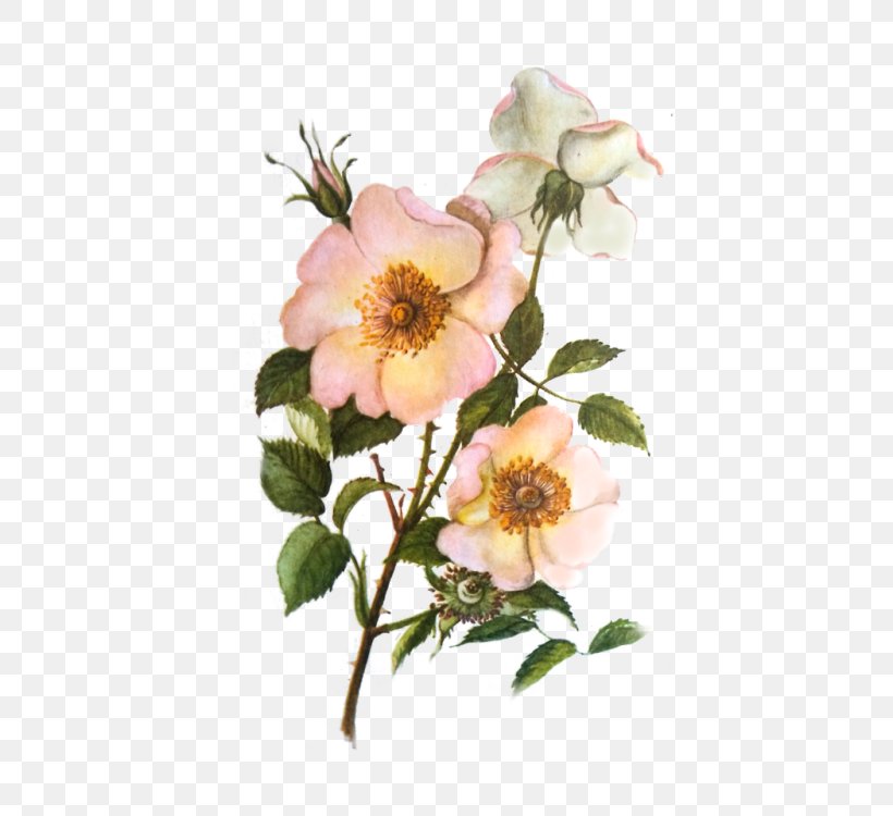 Dog-rose Cabbage Rose Garden Roses Glaucous Dog Rose Sweet-Brier, PNG, 420x750px, Dogrose, Blossom, Branch, Burnet Rose, Cabbage Rose Download Free