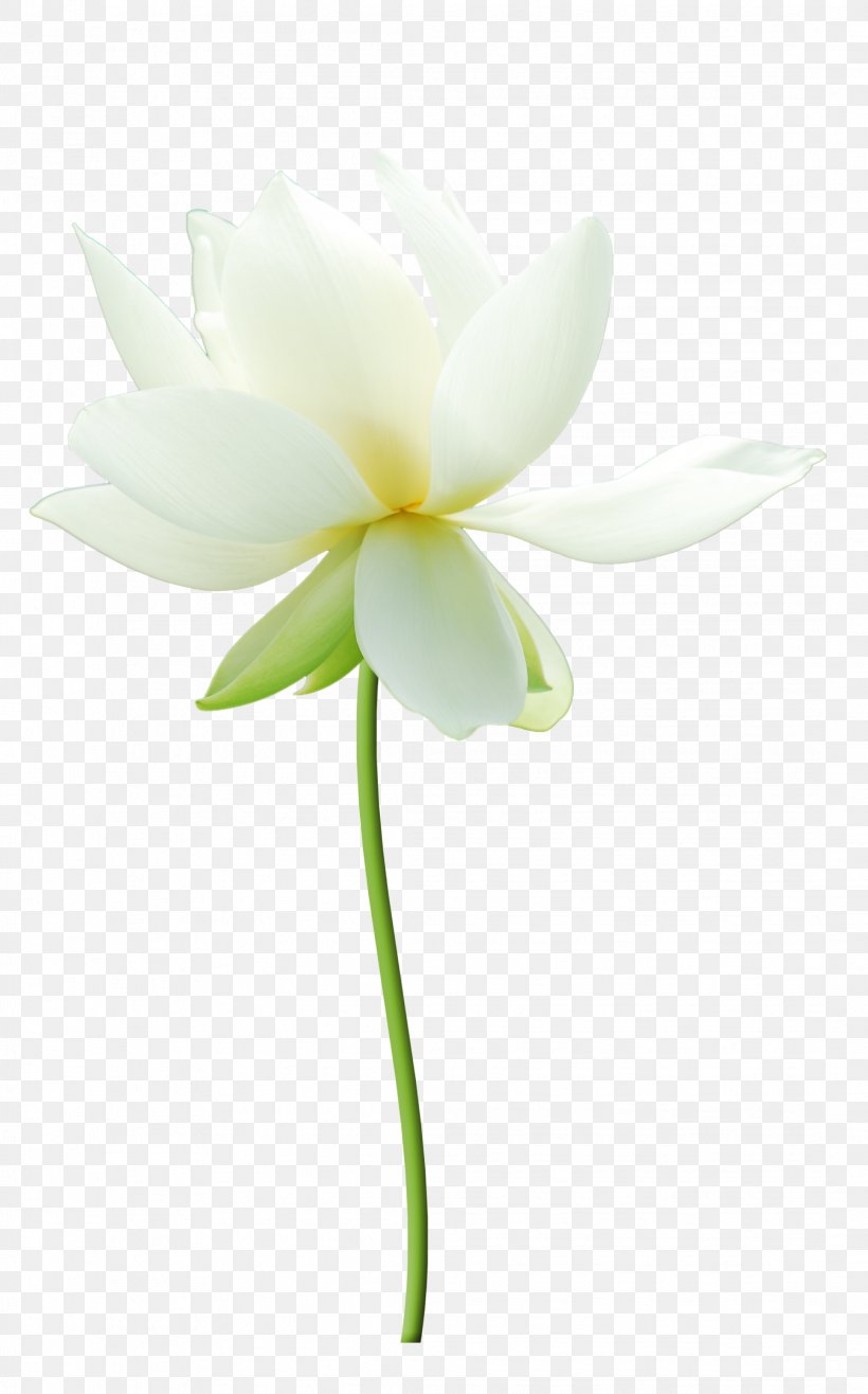 Nelumbo Nucifera White Petal, PNG, 2168x3480px, Nelumbo Nucifera, Computer, Designer, Flora, Floral Design Download Free