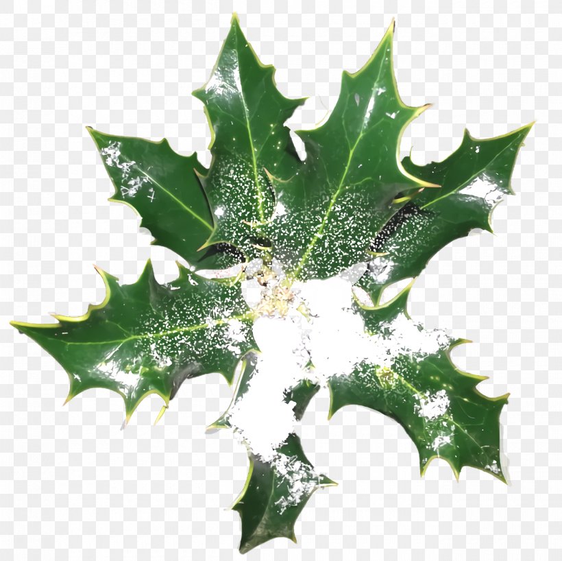 Christmas Holly Ilex Holly, PNG, 1300x1298px, Christmas Holly, American Holly, Black Oak, Christmas, Flower Download Free