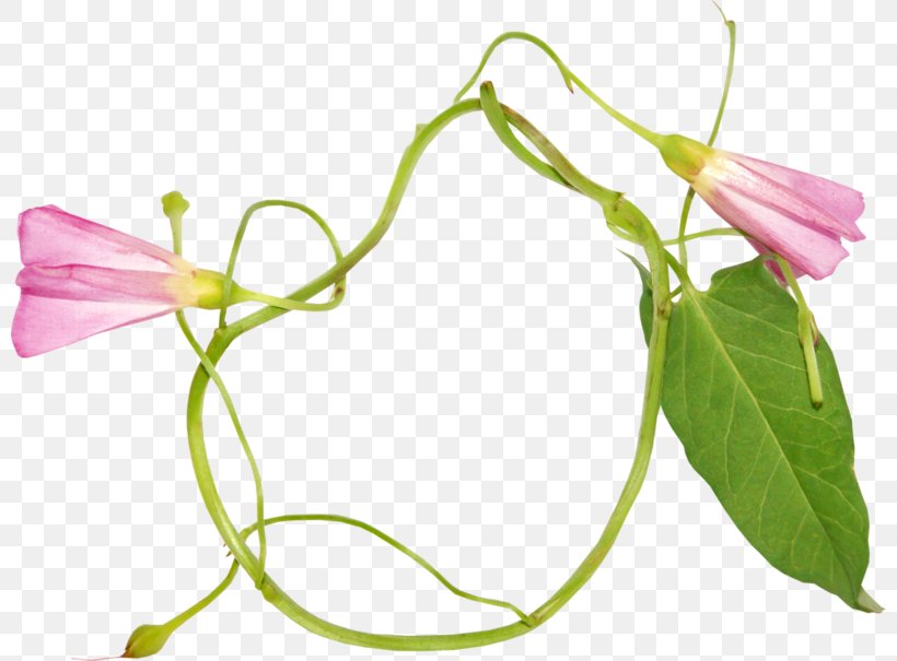 Clip Art, PNG, 800x605px, Flower, Bindweed, Bud, Cut Flowers, Depositfiles Download Free