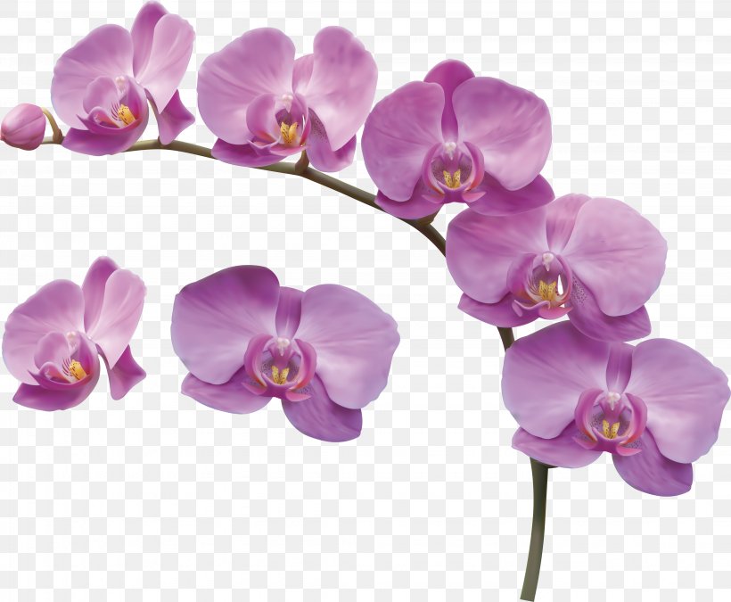 Moth Orchids Flower Desktop Wallpaper Cattleya Warneri, PNG, 4295x3537px, Moth Orchids, Cattleya Orchids, Cut Flowers, Drawing, Flower Download Free