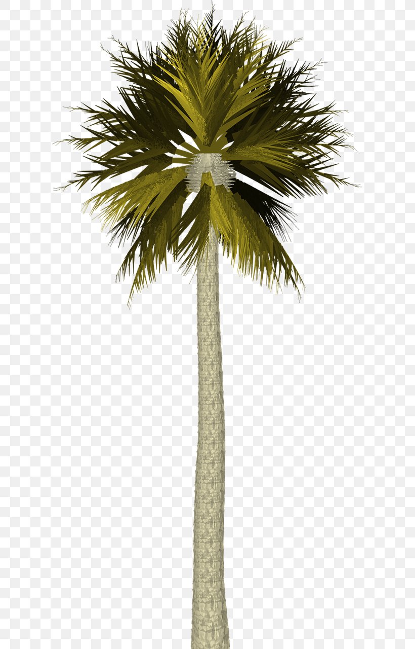 Clip Art Image Palm Trees Adobe Photoshop, PNG, 613x1280px, Palm Trees, Arecales, Borassus Flabellifer, Coconut, Date Palm Download Free