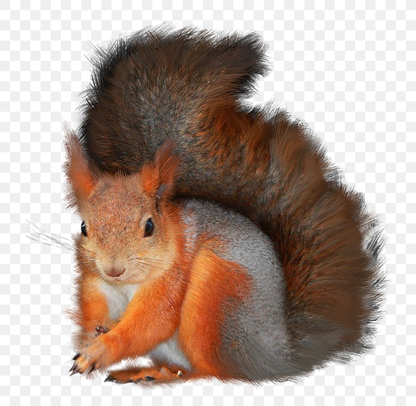 Tree Squirrels GIMP Clip Art, PNG, 763x800px, Tree Squirrels, Animal, Blog, Fauna, Fox Squirrel Download Free