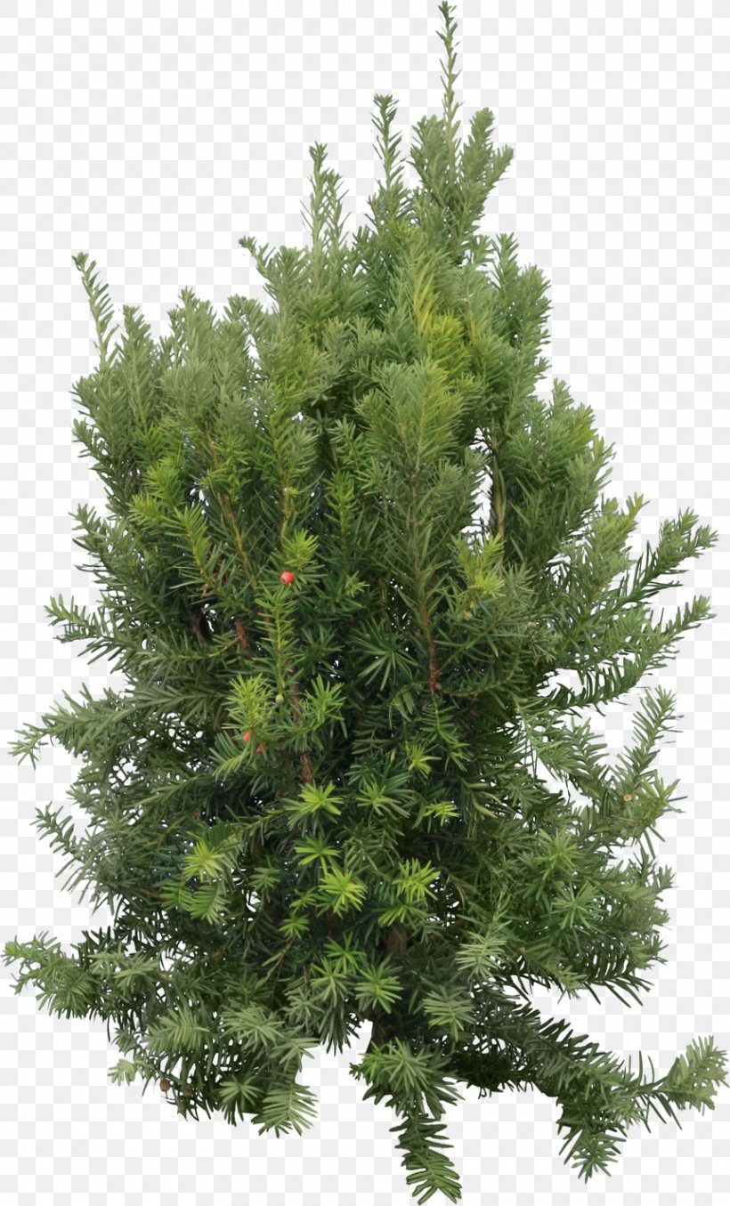 Blue Spruce Fir Clip Art, PNG, 861x1423px, Blue Spruce, Biome, Branch, Cedar, Christmas Decoration Download Free