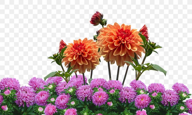 Dahlia Flower Garden Flower Garden Desktop Wallpaper, PNG, 1280x768px, Dahlia, Annual Plant, Aster, Autumn, Chrysanths Download Free