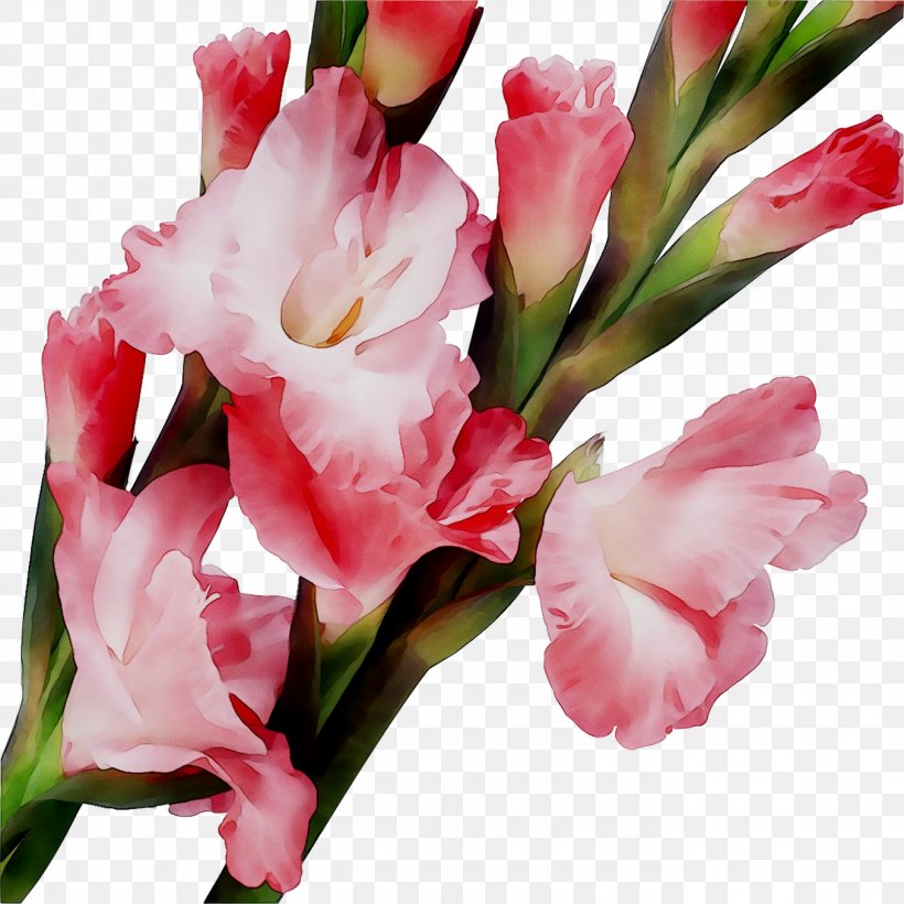 Gladiolus Cut Flowers Flower Bouquet Petal, PNG, 1355x1355px, Gladiolus, Artificial Flower, Bouquet, Cut Flowers, Flower Download Free