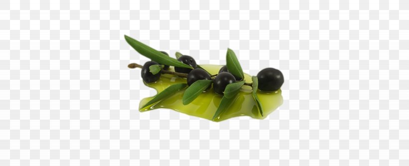 Olive Leaf Olive Oil Extract, PNG, 1230x500px, Olive Leaf, Essential Oil, Extract, Fruit, Grass Download Free