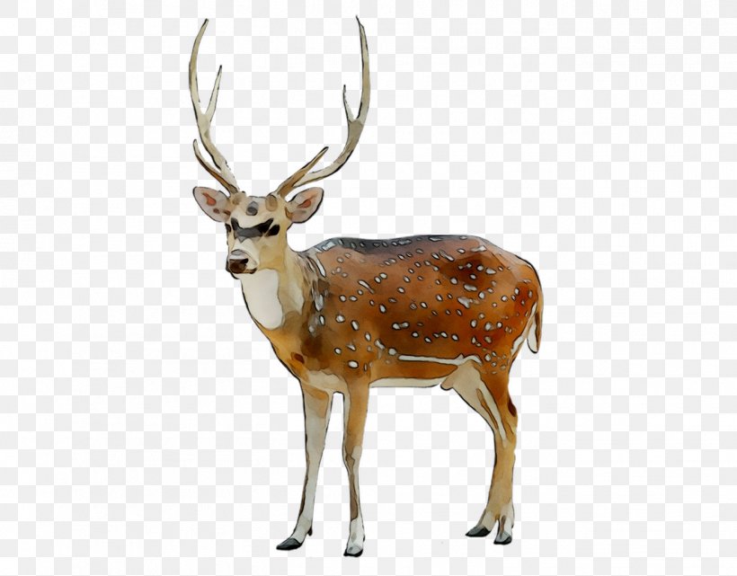 Reindeer Elk White-tailed Deer Antler, PNG, 1311x1026px, Reindeer, Animal, Antler, Deer, Elk Download Free