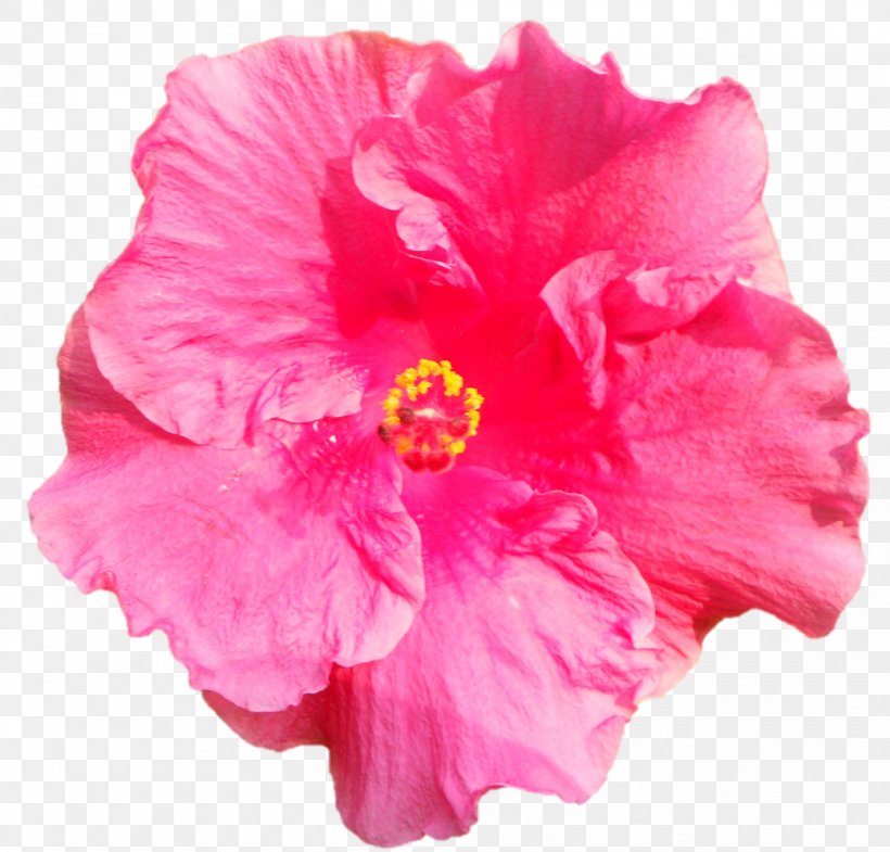 Shoeblackplant Flower Tropics ハイビスカス, PNG, 1040x996px, Shoeblackplant, Azalea, China Rose, Chinese Hibiscus, Flower Download Free