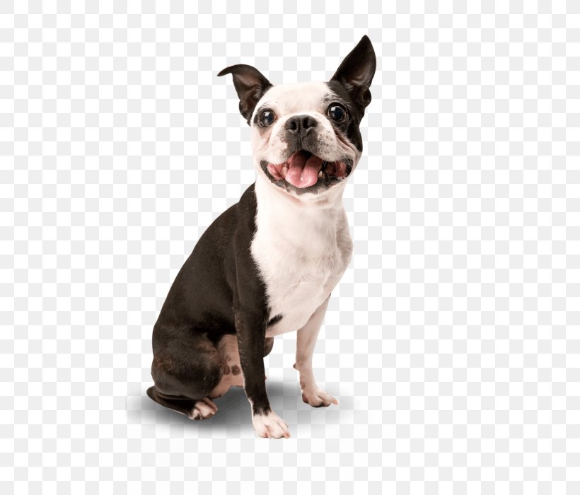 Dog Training Puppy Toilet Training Housebreaking, PNG, 465x700px, Dog, Boston Terrier, Breed, Carnivoran, Cleaning Download Free