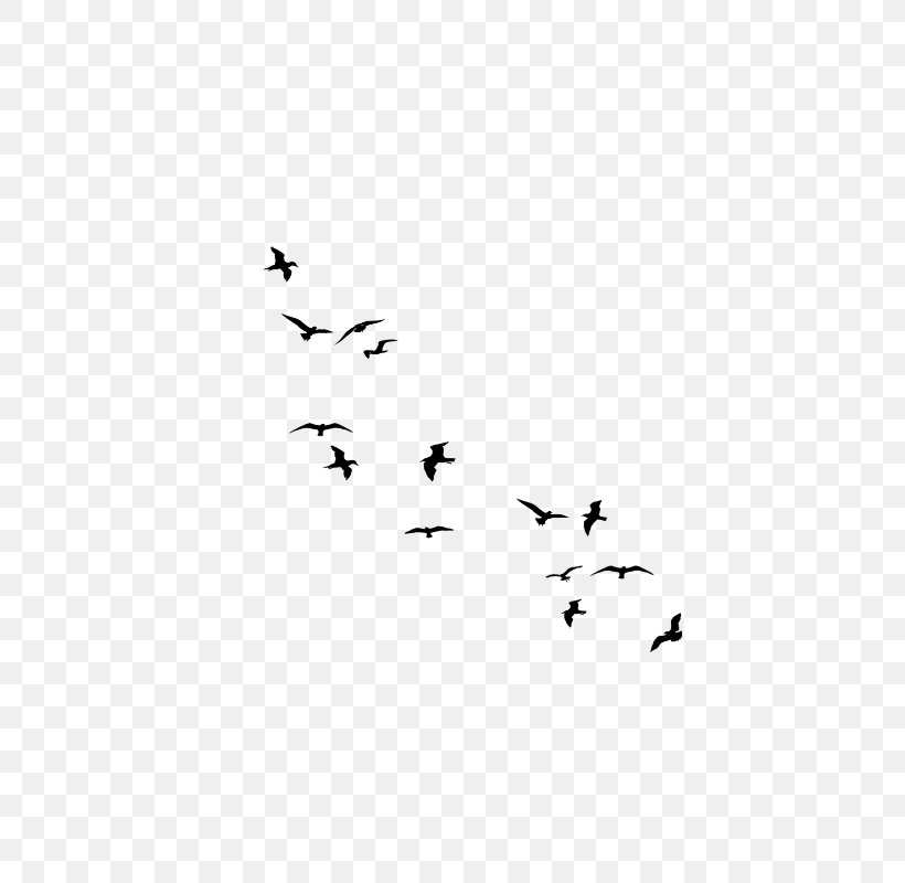 Flock Bird Migration Bird Flight, PNG, 800x800px, Flock, Animal Migration, Beak, Bird, Bird Feeders Download Free