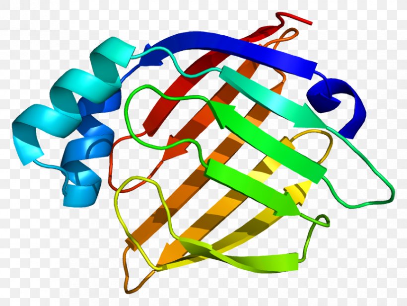 Heart-type Fatty Acid Binding Protein Fatty Acid-binding Protein, PNG, 865x650px, Fatty Acidbinding Protein, Acid, Amino Acid, Binding Protein, Cell Download Free