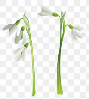 Snowdrop Images Snowdrop Transparent Png Free Download