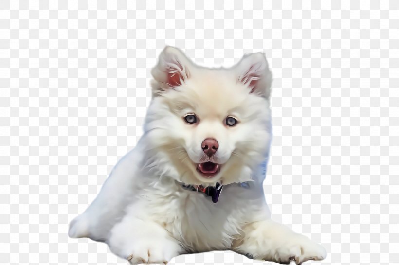 Cute Cartoon, PNG, 2452x1632px, Cute Dog, American Eskimo Dog, Animal, Canadian Eskimo Dog, Companion Dog Download Free