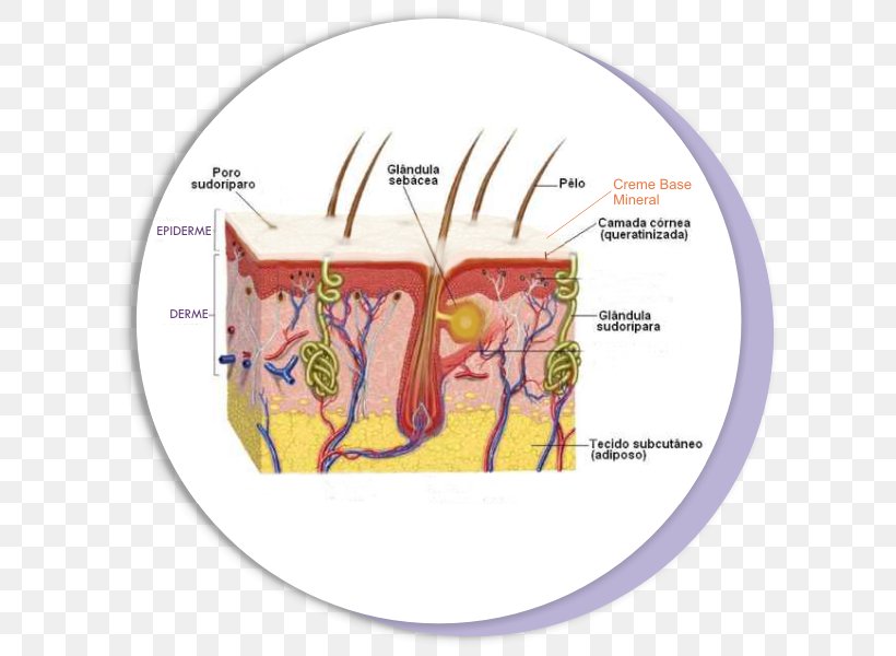 Epithelium Epidermis Tecido Conjuntivo Propriamente Dito Skin, PNG, 618x600px, Watercolor, Cartoon, Flower, Frame, Heart Download Free