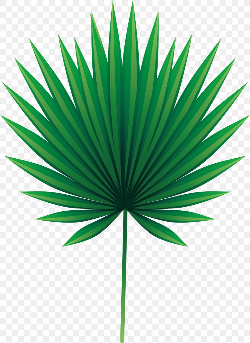 Leaf Arecaceae Asian Palmyra Palm Euclidean Vector, PNG, 1850x2532px, Arecaceae, Arecales, Asian Palmyra Palm, Borassus, Borassus Flabellifer Download Free