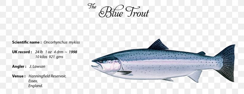 Sardine Trout Fish Products Oily Fish Thunnus, PNG, 1500x583px, Sardine, Bony Fish, Fin, Fish, Fish Products Download Free