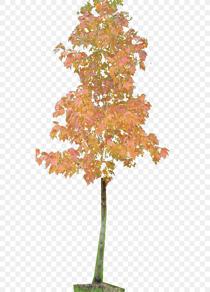 Twig Ginkgo Biloba Plant Stem Leaf Maple, PNG, 541x1139px, Twig, Branch, Ginkgo Biloba, Houseplant, Leaf Download Free
