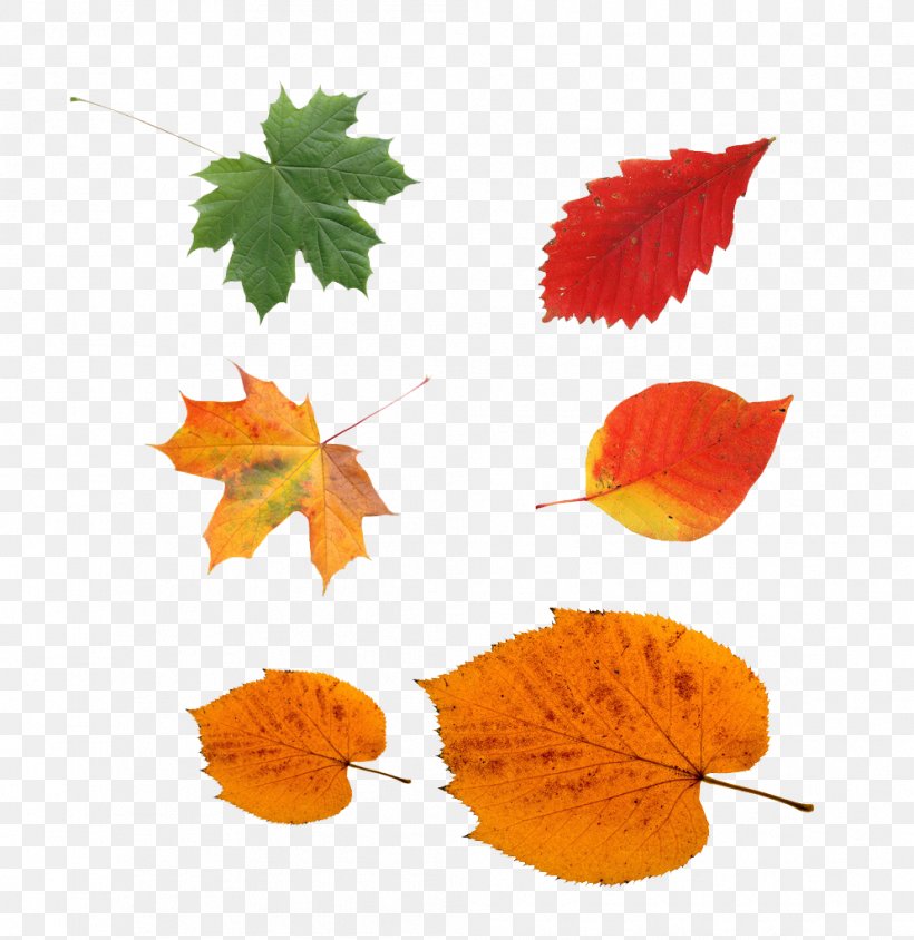 Defoliation, PNG, 994x1024px, Leaf, Autumn, Autumn Leaf Color, Broad Leaved Tree, Deciduous Download Free