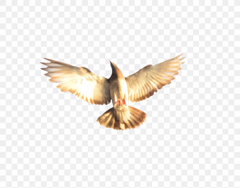 Eagle Beak, PNG, 1010x792px, Eagle, Beak, Bird, Wing Download Free