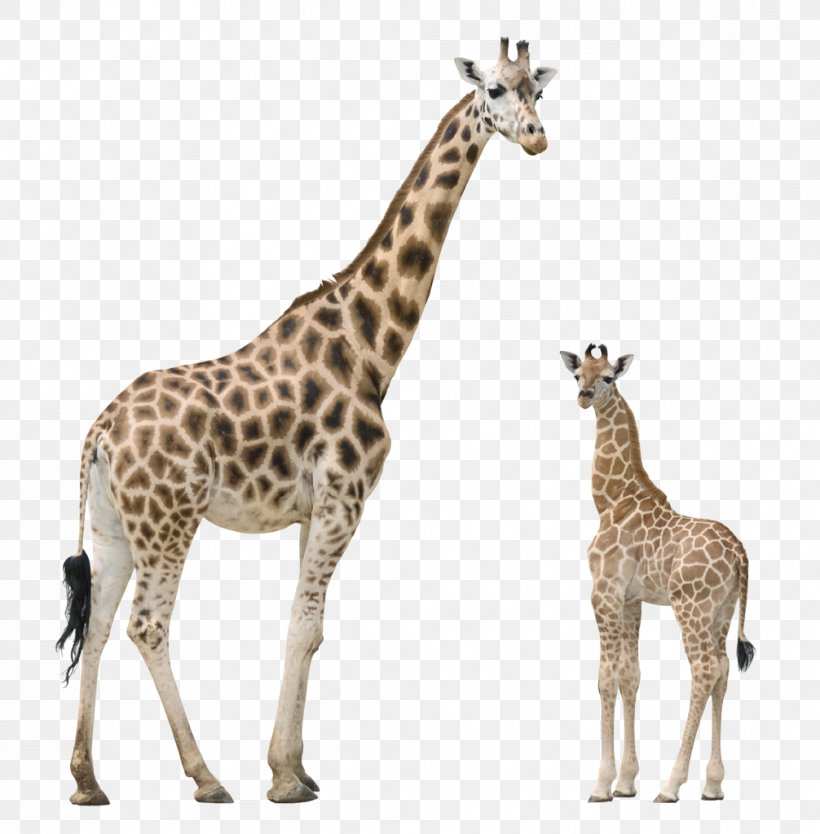 Giraffe Image File Formats, PNG, 1006x1024px, Giraffe, Animal Figure, Autocad Dxf, Fauna, Giraffidae Download Free