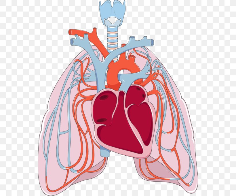 Lung Pulmonary Circulation Bronchus Disease Heart, PNG, 558x680px,  Watercolor, Cartoon, Flower, Frame, Heart Download Free