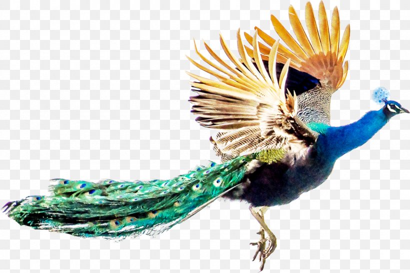 Bird Peafowl Feather, PNG, 1280x855px, Bird, Animal, Beak, Feather, Organism Download Free