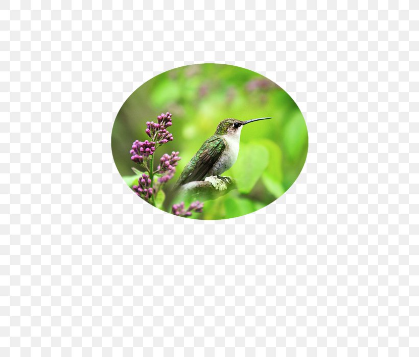Hummingbird Samsung Galaxy S5 Laptop Beak, PNG, 452x700px, Hummingbird, Art, Beak, Bird, Common Lilac Download Free