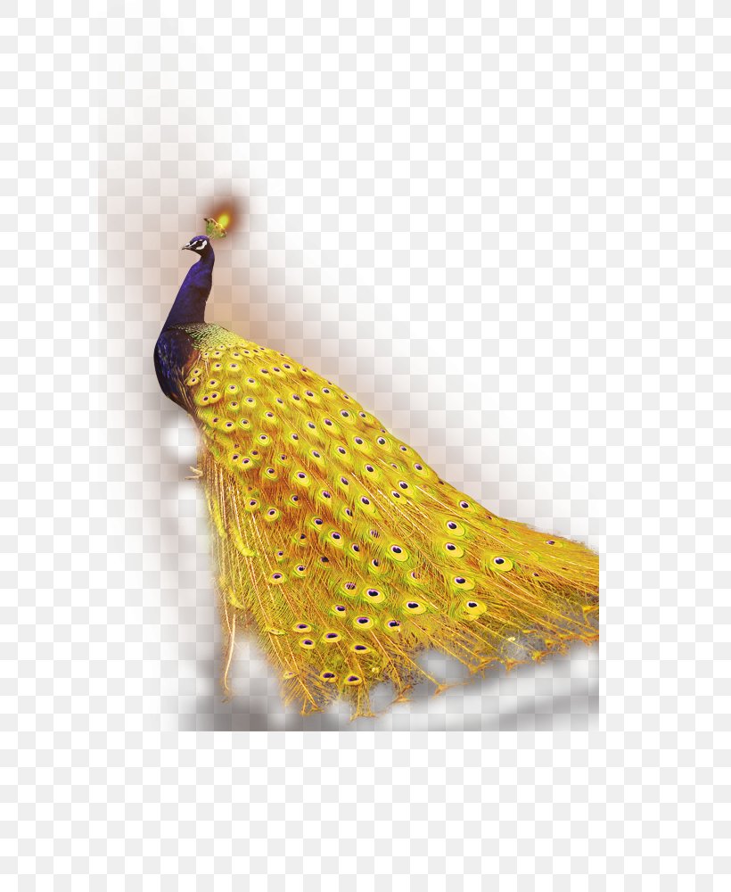 Peafowl Download Android Application Package, PNG, 600x1000px, Peafowl, Advertising, Android, Android Application Package, Feather Download Free