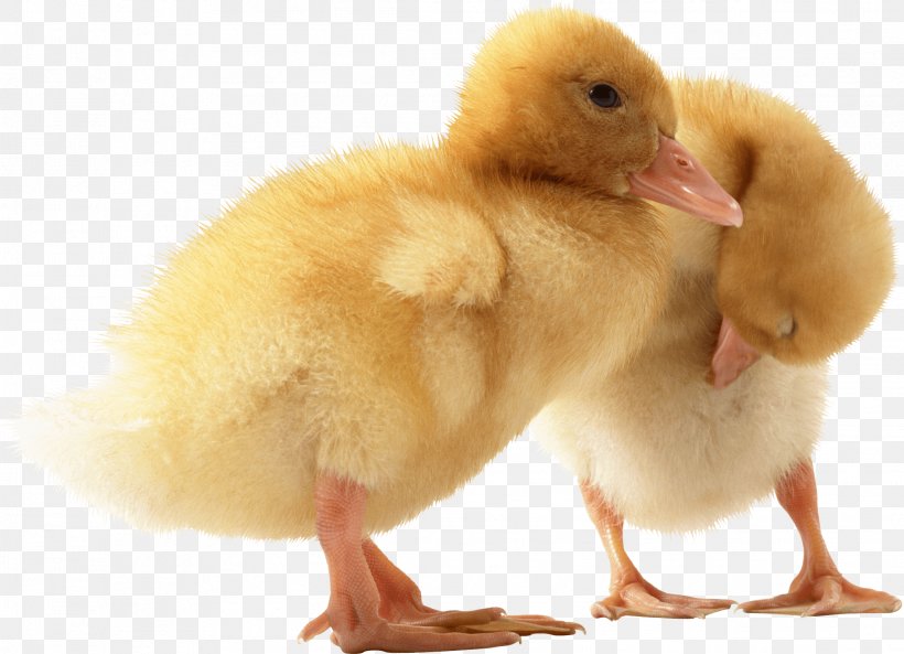 Duck Hunt Anaheim Ducks Mr. Whiskers, PNG, 2218x1605px, American Pekin, Anatidae, Baby Ducks, Beak, Bird Download Free