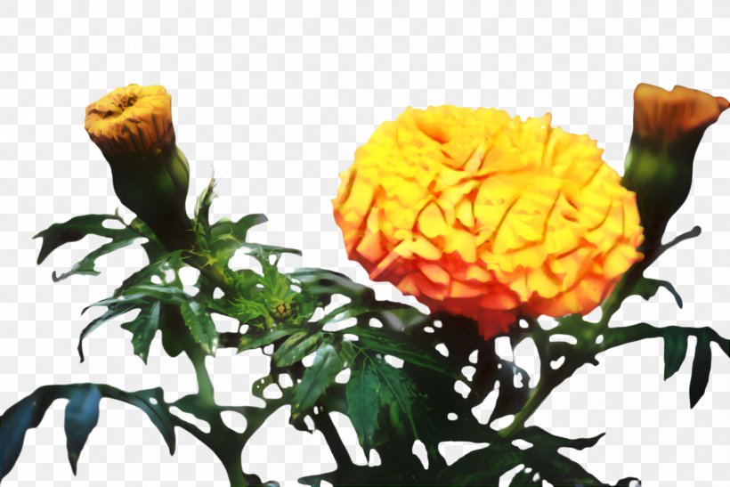 Flowers Background, PNG, 2444x1632px, Marigold, Bloom, Blossom, Cut Flowers, Flora Download Free