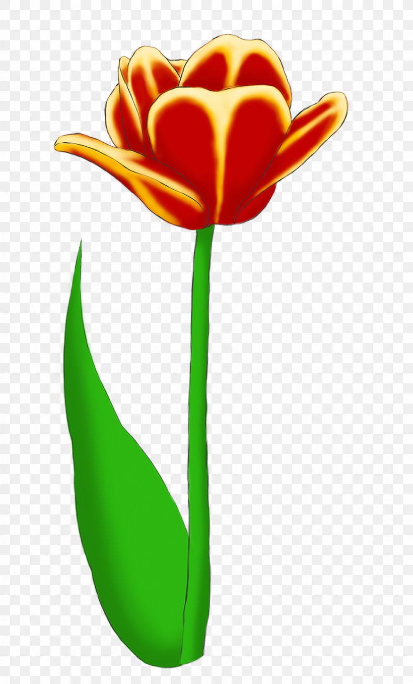 Lady Tulip Clip Art Cut Flowers, PNG, 907x1500px, Lady Tulip, Botany ...