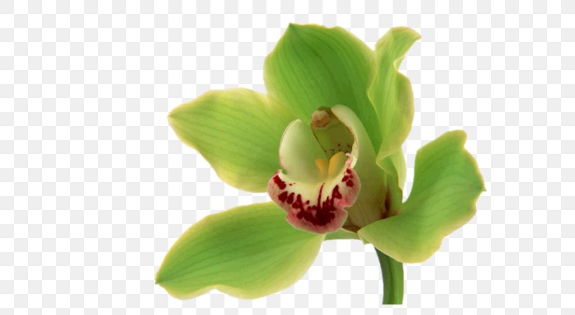 Orchids Flower Bouquet Desktop Wallpaper Green, PNG, 600x450px, Orchids, Black, Floral Design, Floristry, Flower Download Free