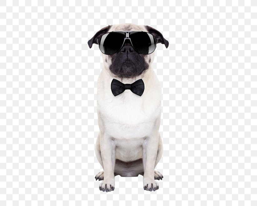 Puggle Sunglasses Stock Photography Puppy, PNG, 658x658px, Pug, Carnivoran, Companion Dog, Dog, Dog Breed Download Free