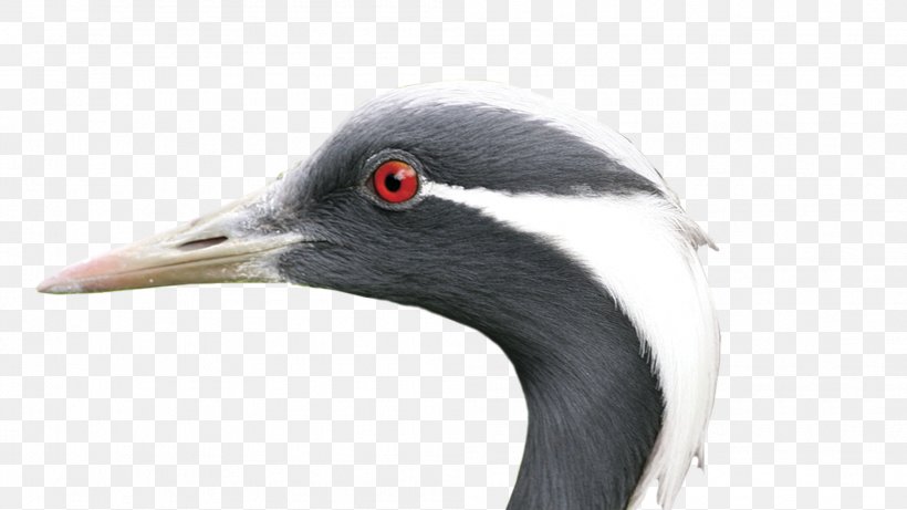 Water Bird Earth Neck Soil, PNG, 2008x1129px, Bird, Beak, Closeup, Crane, Crane Like Bird Download Free