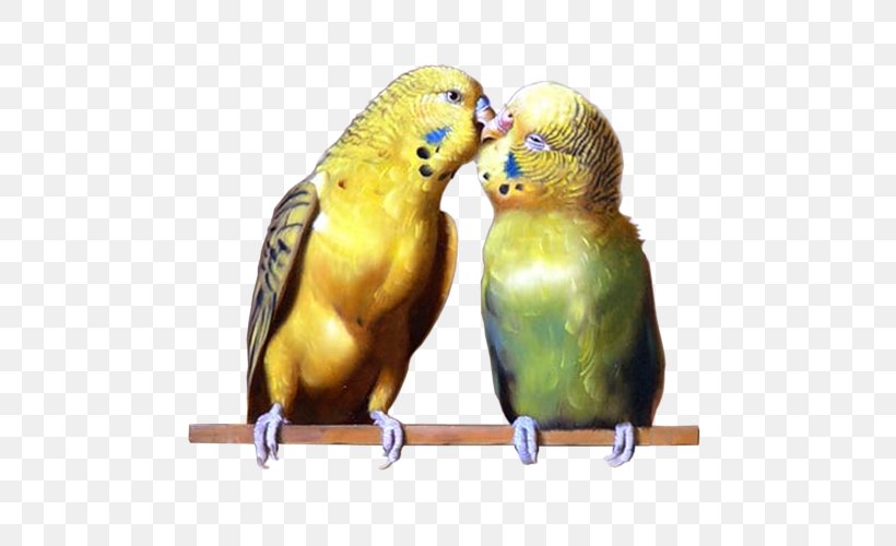 Budgerigar Parrot Parakeet Clip Art, PNG, 500x500px, Budgerigar, Animal, Beak, Bird, Common Pet Parakeet Download Free