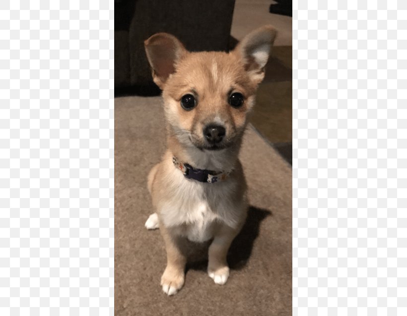 Corgi-Chihuahua Rare Breed (dog) Puppy Dog Breed, PNG, 638x638px, Chihuahua, Breed, Carnivoran, Companion Dog, Corgi Chihuahua Download Free