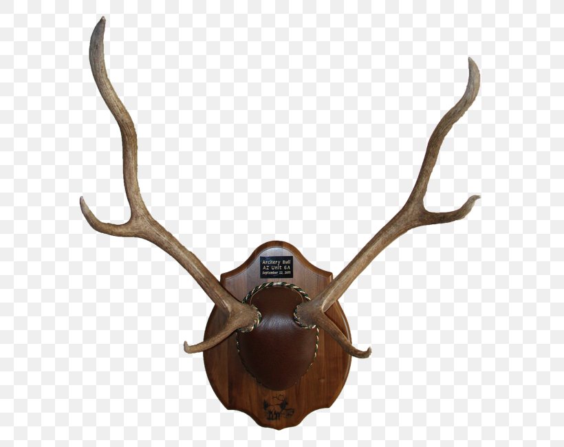 Deer Antler Trophy Hunting Horn Animal Product, PNG, 630x650px, Deer, Animal, Animal Product, Antler, Horn Download Free
