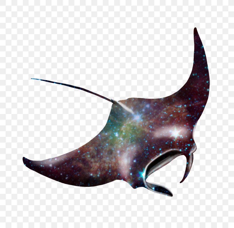 Giant Oceanic Manta Ray Batoidea Myliobatoidei Drawing, PNG, 800x800px, Giant Oceanic Manta Ray, Animal, Art, Batoidea, Drawing Download Free