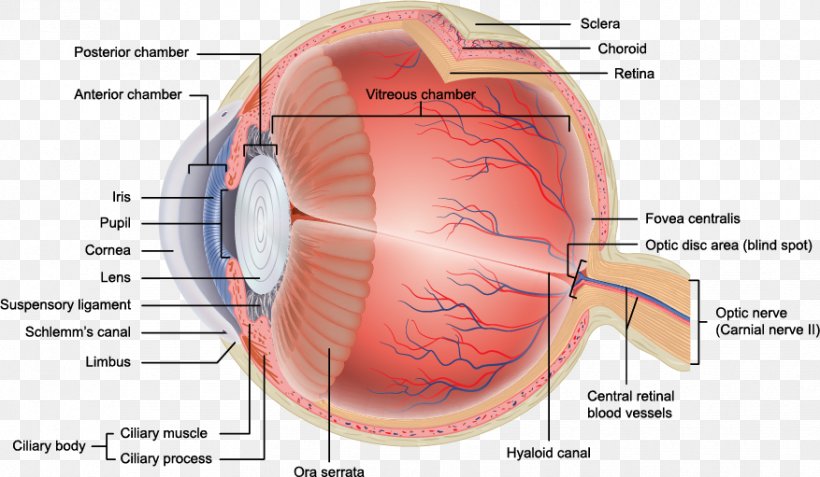 Human Eye Anatomy Retina Orbit, PNG, 877x511px, Watercolor, Cartoon, Flower, Frame, Heart Download Free