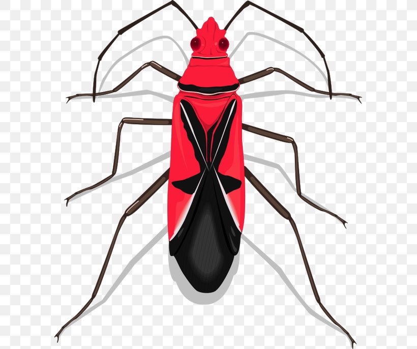Insect Vector Graphics Clip Art Image, PNG, 605x686px, Insect, Arthropod, Artwork, Drawing, Fly Download Free
