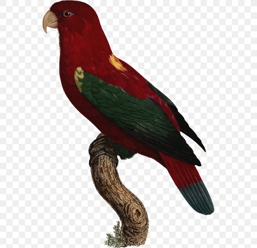 Macaw Lories And Lorikeets Parakeet Beak Feather, PNG, 549x792px, Macaw, Beak, Bird, Common Pet Parakeet, Fauna Download Free