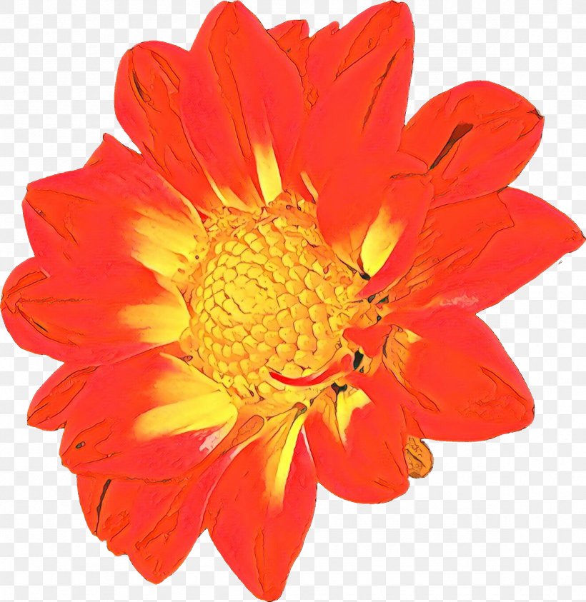 Orange, PNG, 2359x2427px, Cartoon, Barberton Daisy, Cut Flowers, Flower, Flowering Plant Download Free