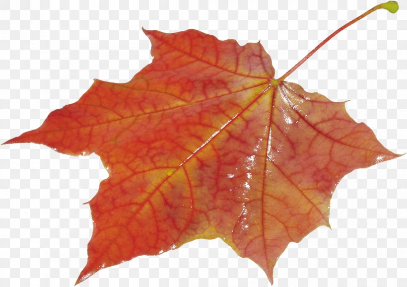 Autumn Leaf Color Desktop Wallpaper Clip Art, PNG, 1200x847px, Autumn Leaf Color, Autumn, Color, Image File Formats, Information Download Free